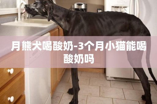 月熊犬喝酸奶-3個月小貓能喝酸奶嗎