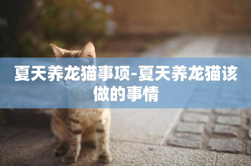 夏天養龍貓事項-夏天養龍貓該做的事情