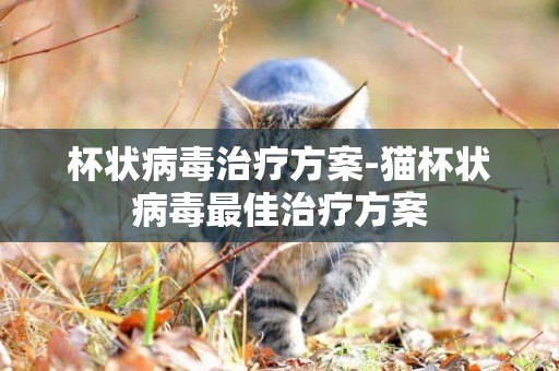 杯狀病毒治療方案-貓杯狀病毒最佳治療方案