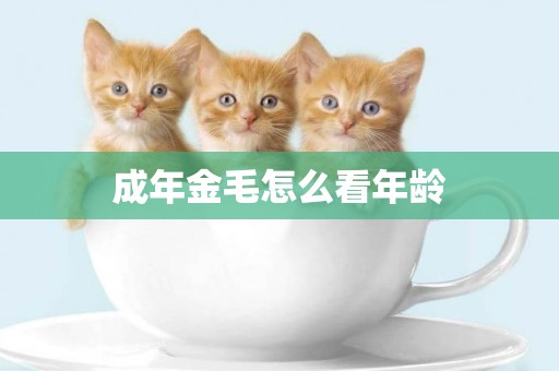 成年金毛怎么看年齡
