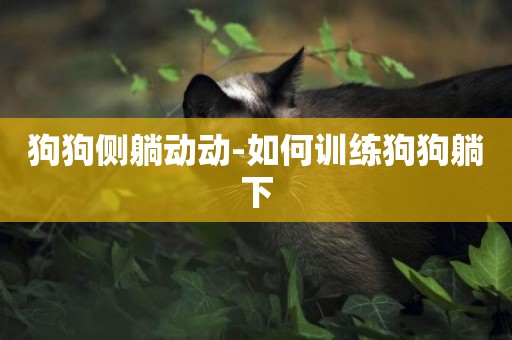 狗狗側躺動動-如何訓練狗狗躺下