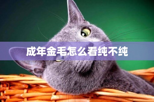 成年金毛怎么看純不純