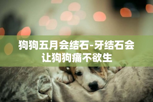 狗狗五月會結石-牙結石會讓狗狗痛不欲生