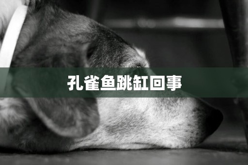 孔雀魚跳缸回事