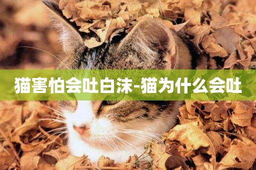 貓害怕會吐白沫-貓為什么會吐
