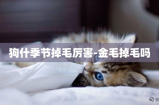 狗什季節掉毛厲害-金毛掉毛嗎