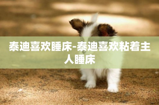 泰迪喜歡睡床-泰迪喜歡粘著主人睡床