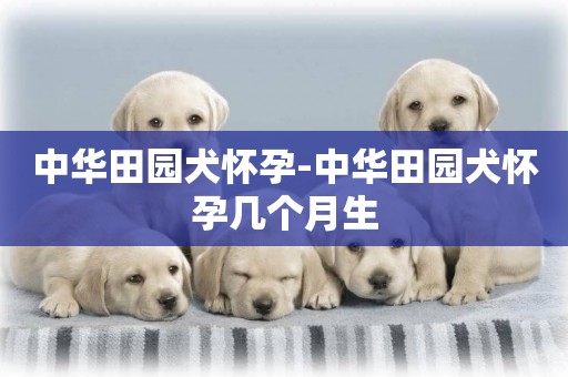 中華田園犬懷孕-中華田園犬懷孕幾個月生