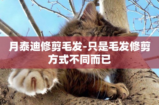 月泰迪修剪毛發-只是毛發修剪方式不同而已