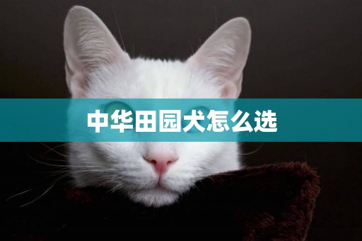 中華田園犬怎么選