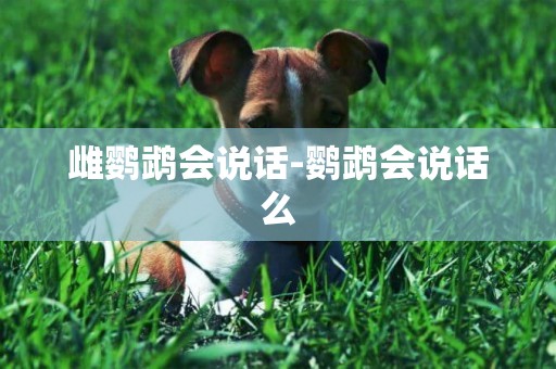 雌鸚鵡會說話-鸚鵡會說話么