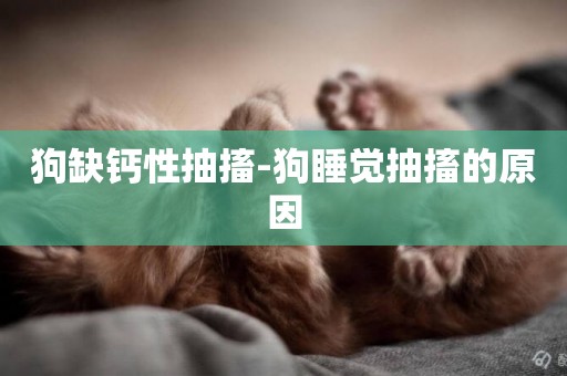 狗缺鈣性抽搐-狗睡覺抽搐的原因