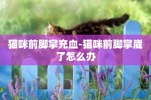 貓咪前腳掌充血-貓咪前腳掌崴了怎么辦