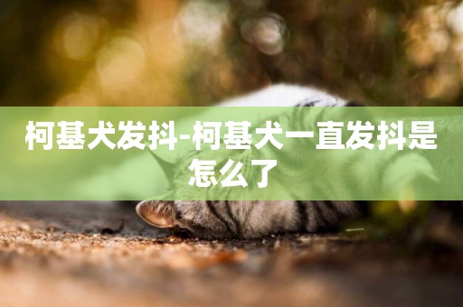 柯基犬發抖-柯基犬一直發抖是怎么了