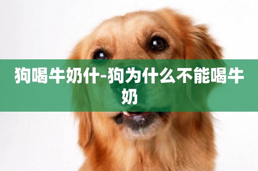 狗喝牛奶什-狗為什么不能喝牛奶