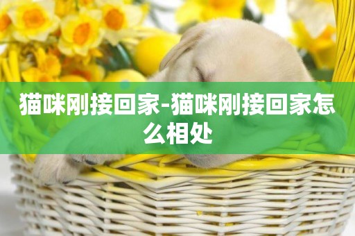 貓咪剛接回家-貓咪剛接回家怎么相處