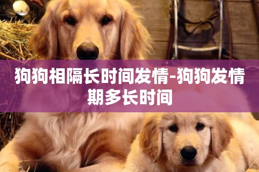 狗狗相隔長時間發情-狗狗發情期多長時間