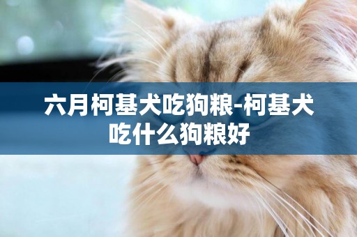 六月柯基犬吃狗糧-柯基犬吃什么狗糧好