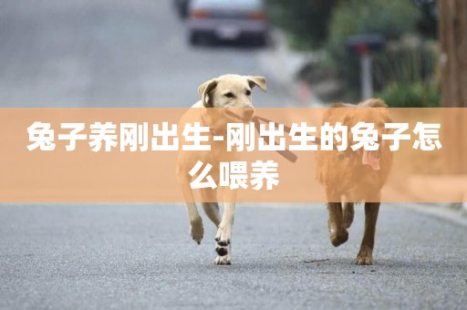 兔子養剛出生-剛出生的兔子怎么喂養