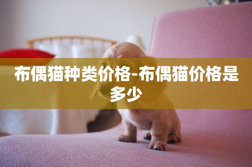 布偶貓種類價格-布偶貓價格是多少