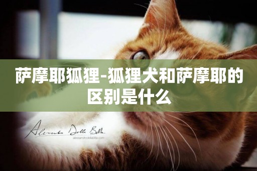 薩摩耶狐貍-狐貍犬和薩摩耶的區別是什么