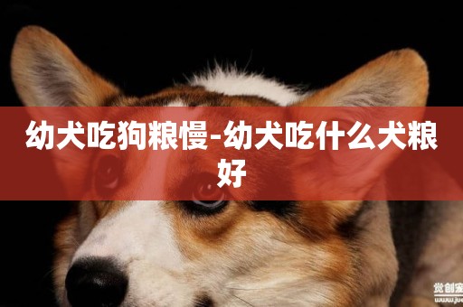 幼犬吃狗糧慢-幼犬吃什么犬糧好