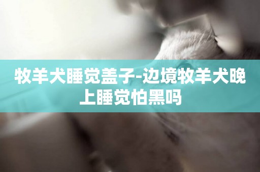 牧羊犬睡覺蓋子-邊境牧羊犬晚上睡覺怕黑嗎
