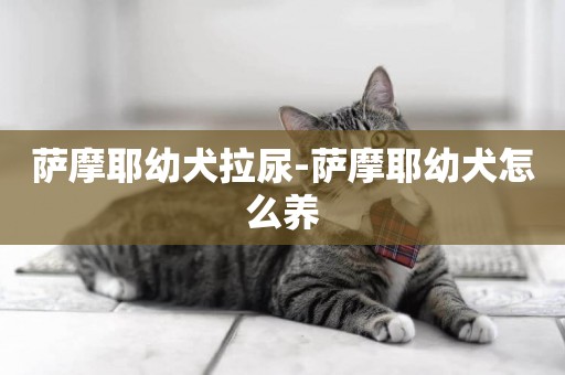 薩摩耶幼犬拉尿-薩摩耶幼犬怎么養