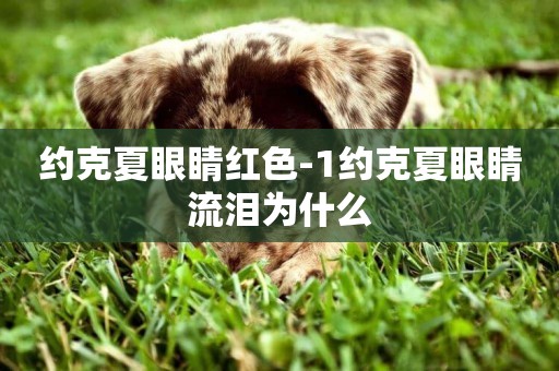 約克夏眼睛紅色-1約克夏眼睛流淚為什么