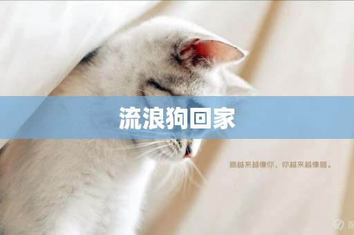 流浪狗回家