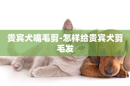 貴賓犬嘴毛剪-怎樣給貴賓犬剪毛發