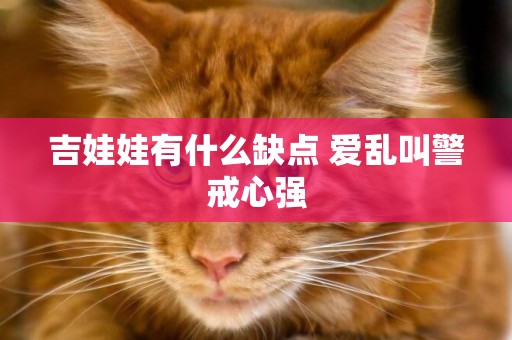 吉娃娃有什么缺點 愛亂叫警戒心強
