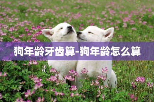 狗年齡牙齒算-狗年齡怎么算