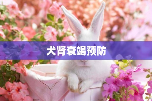 犬腎衰竭預防