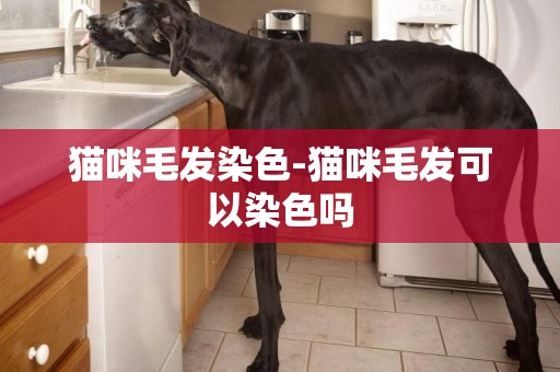 貓咪毛發染色-貓咪毛發可以染色嗎