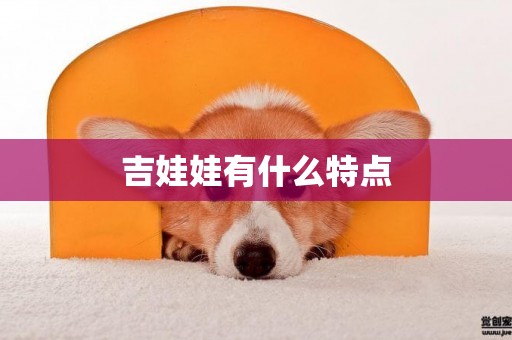 吉娃娃有什么特點