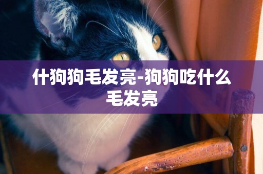 什狗狗毛發亮-狗狗吃什么毛發亮