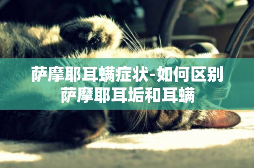 薩摩耶耳螨癥狀-如何區別薩摩耶耳垢和耳螨
