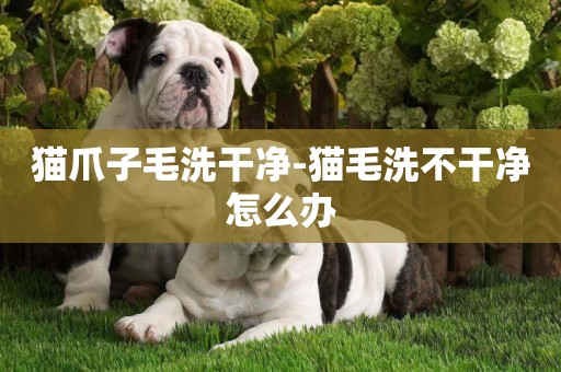 貓爪子毛洗干凈-貓毛洗不干凈怎么辦