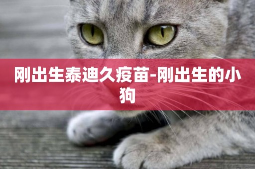剛出生泰迪久疫苗-剛出生的小狗
