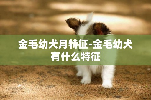 金毛幼犬月特征-金毛幼犬有什么特征
