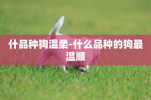 什品種狗溫柔-什么品種的狗最溫順