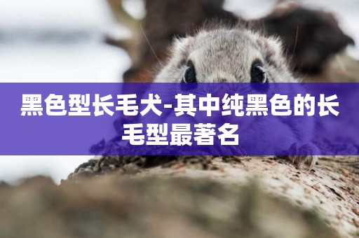黑色型長毛犬-其中純黑色的長毛型最著名