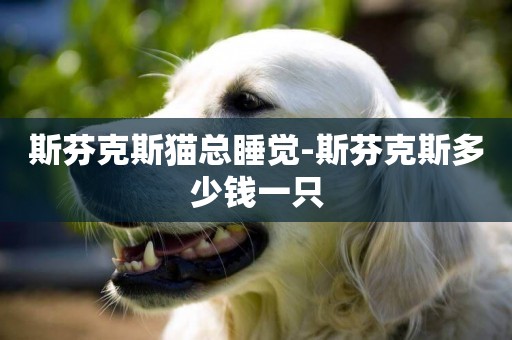 斯芬克斯貓總睡覺-斯芬克斯多少錢一只