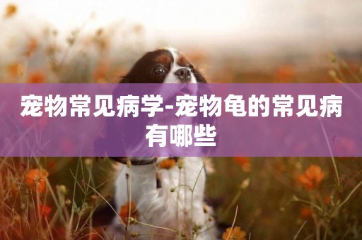 寵物常見病學-寵物龜的常見病有哪些