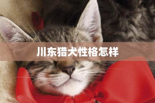 川東獵犬性格怎樣