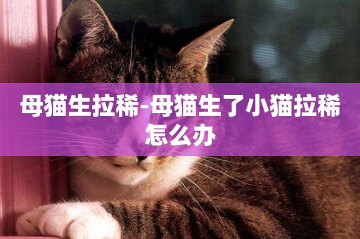母貓生拉稀-母貓生了小貓拉稀怎么辦