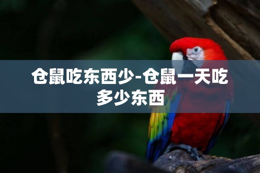 倉鼠吃東西少-倉鼠一天吃多少東西