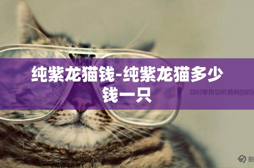 純紫龍貓錢-純紫龍貓多少錢一只