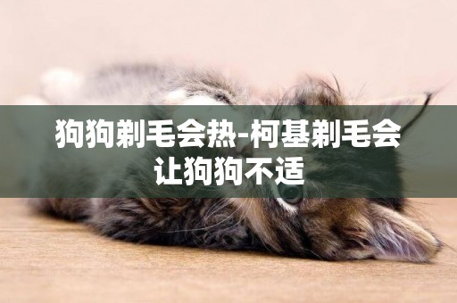 狗狗剃毛會熱-柯基剃毛會讓狗狗不適